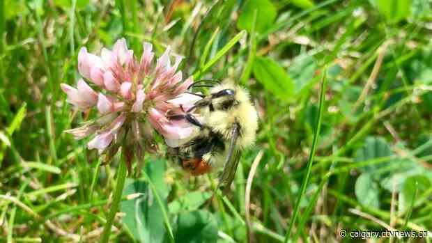 City of Calgary declared Bee City, promotes pollinators