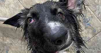 ‘Special needs’ Alberta rescue dog ‘Best Boy Brodie’ becomes international sensation