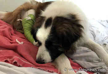 Brownie, a St. Bernard mix, found suffering from gunshot wound in B.C. Peace region