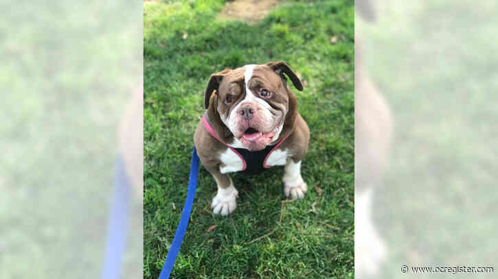 Bulldog Dottie is a happy girl with lots of energy