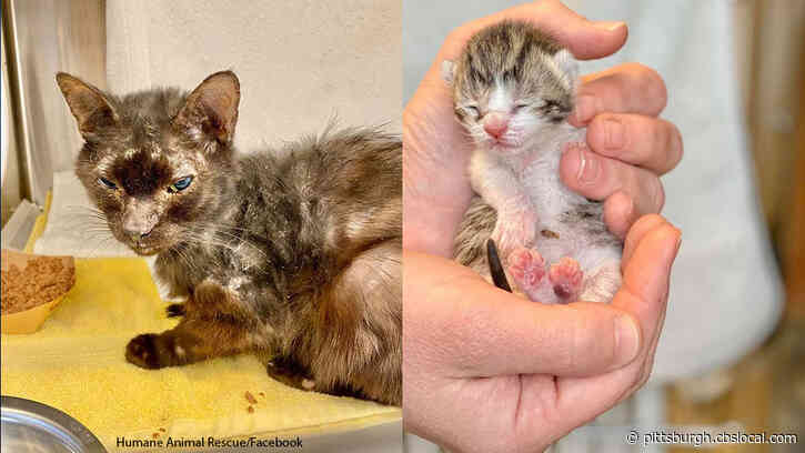 19 Cats And Kittens Rescued From Deplorable Condition In White Oak