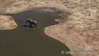 Elephant hunt off the table at Calgary hunting club's auction