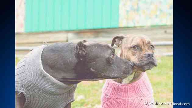2 Dogs Who Met At BARCS Animal Shelter Set To Tie The Knot