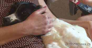 Misplaced puppy: Five-hour flight from Saskatchewan to B.C. turns into 17-hour journey for canine