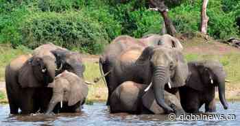 Calgary elephant auction withdrawn, hunt still going ahead