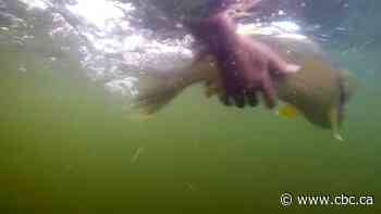 Restocking Alberta's lakes with walleye could promote economy, says province