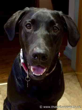 Labrador had to have piece of COAL removed from intestine