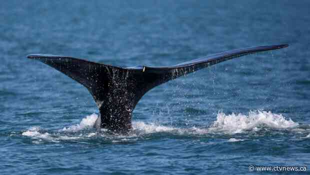 Effort to help injured right whale off U.S. coast was first of its kind