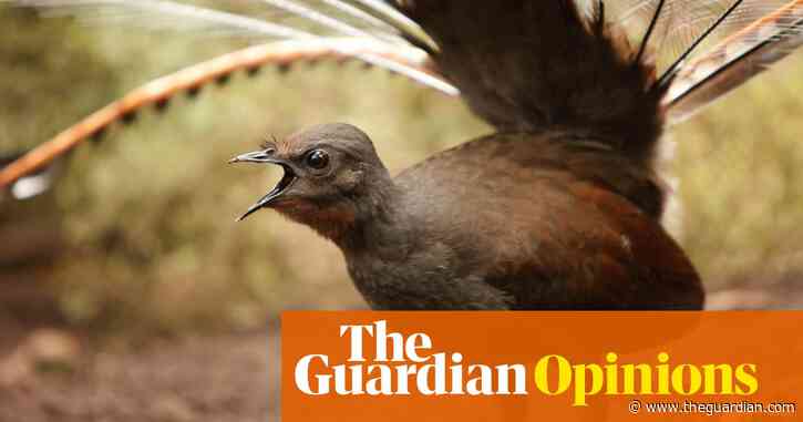 Lyrebirds are survivors, but the situation for Australian birdlife after the bushfires is dire | Sean Dooley