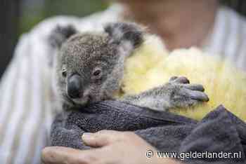 Kids halen met Zapp Your Planet 1,5 ton op voor door branden bedreigde koala's