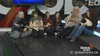 SCARS adoptable puppies take over Global Morning News Weekend