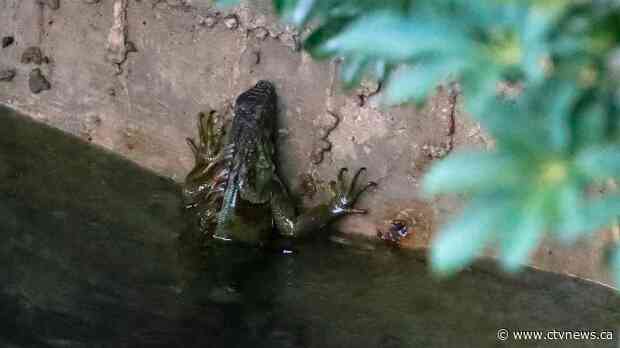 It's so cold in Florida that iguanas are falling from trees