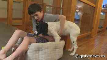 Misplaced puppy: Five-hour flight turns into 17-hour journey for young dog