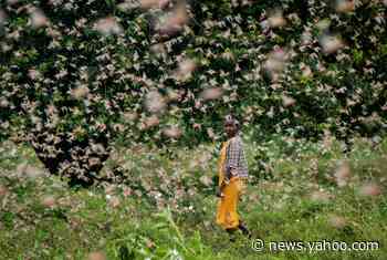 Millions of locusts are swarming in Kenya. These striking photos show just how bad the outbreak is