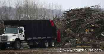 Processing wood infested by emerald ash borer into fuel or mulch has a cost