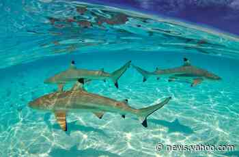 Lower number of shark bites off Florida coast may not be good news. Here's why.