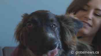 Brodie the Wonky Face Dog