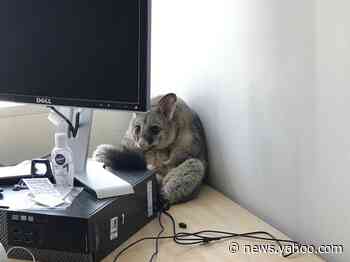 13 times wild animals ended up in places they shouldn't be