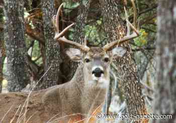 Hunting license sales are up, triggered by change in deer season