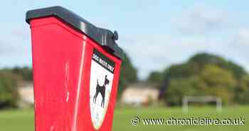 Stick and flick or bag and bin - is there an eco-friendly alternative to bagging your dog's poo?