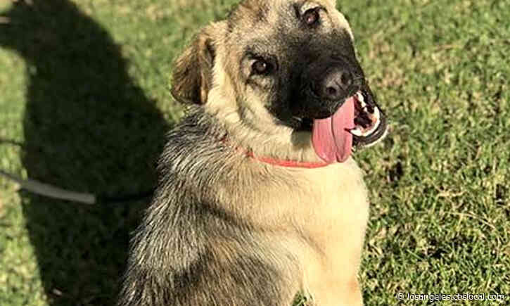 6 Delightful Doggies To Adopt Now In Irvine
