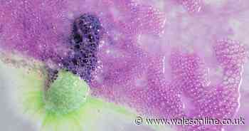 We tried out Lush's 'cheeky' Valentine's Day collection and this is what we thought of it