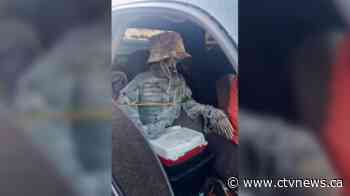 Arizona driver's HOV lane 'passenger' was a skeleton in a hat: authorities