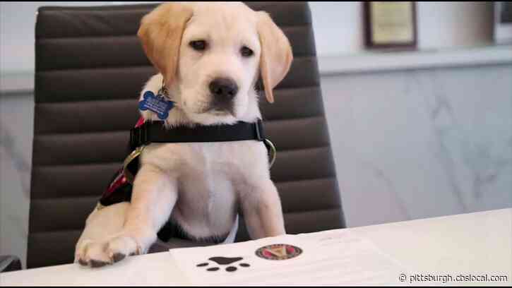 Atlanta United’s Latest Roster Addition Is An Utterly Adorable Puppy Training To Be A Service Dog