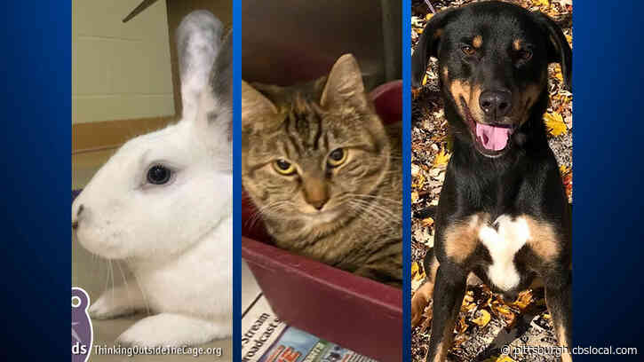 Furry Tails: Veronica, Heather & Mitchell Are Waiting For Forever Homes