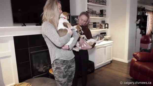 Two pups rescued from Mexico now living in Calgary