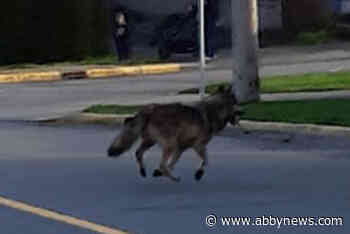 Victoria-area wolf tranquilized after being seen running around neighbourhood