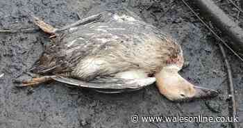 Ducks brutally beaten to death with golf clubs during despicable rampage