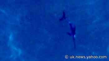 Rare swordfish sighting in waters off coast of Scotland