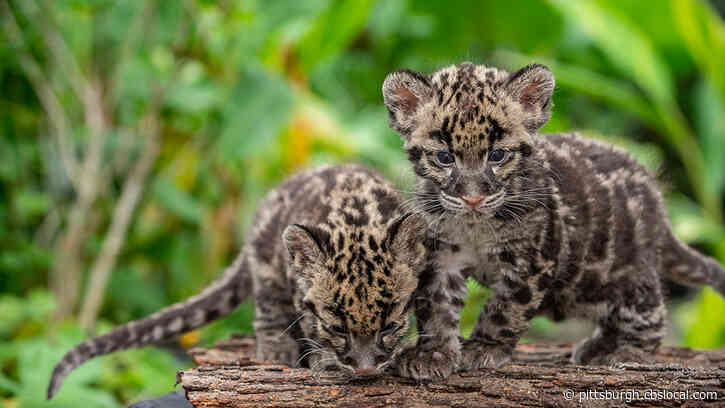 Pittsburgh Zoo’s New Twin Clouded Leopard Cubs Get Names