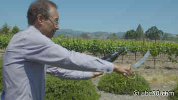 Popping champagne with a wine glass and saber