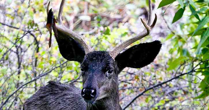 A rare black mule deer in Moab has died — and Utah wildlife officials are worried about what killed it