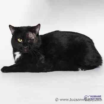 Adoptable Pets: Cyclops Needs a Home