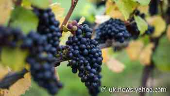 Sour grapes: ‘Warmer days could threaten your wine’
