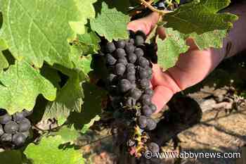 Swapping grape varieties can help winemakers adapt to climate change: UBC study