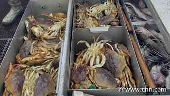 Pacific Ocean is so acidic that it's dissolving Dungeness crabs' shells