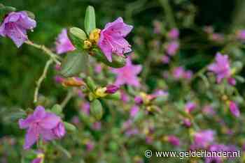 De natuur is vroeg, knoppen ontluiken al in Belmonte arboretum