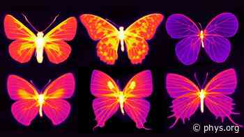 Beating the heat in the living wings of butterflies