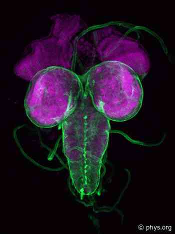 Scientists short-circuit maturity in insects, opening new paths to disease prevention