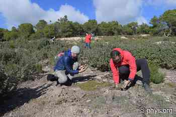 Seeds of hope: Young volunteers replant Tunisia forests