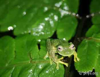 Glass frogs reappear in Bolivia after 18 years