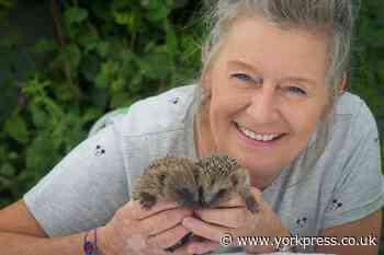 North Yorkshire Hedgehog Hospital in appeal for volunteers