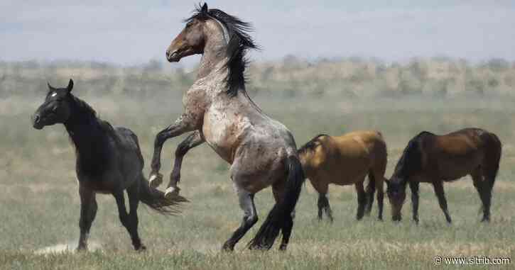 William Perry Pendley: America’s wild horses and burros need our help