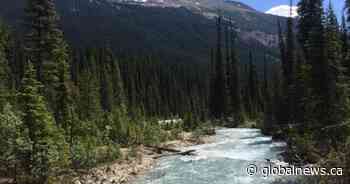 Birds flocking to national parks in the Canadian Rockies
