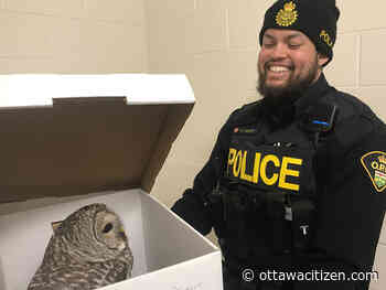 OPP rescues injured owl in middle of Madoc street