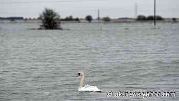 ‘Hare coursers’ swim to safety after abandoning cars on flooded road